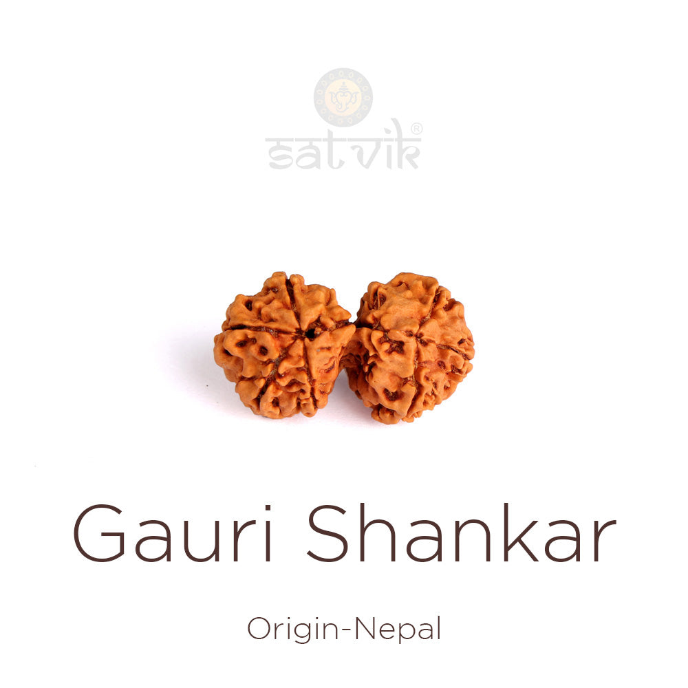 Gauri Shankar Rudraksha: The Sacred Symbol of Divine Union and Harmony