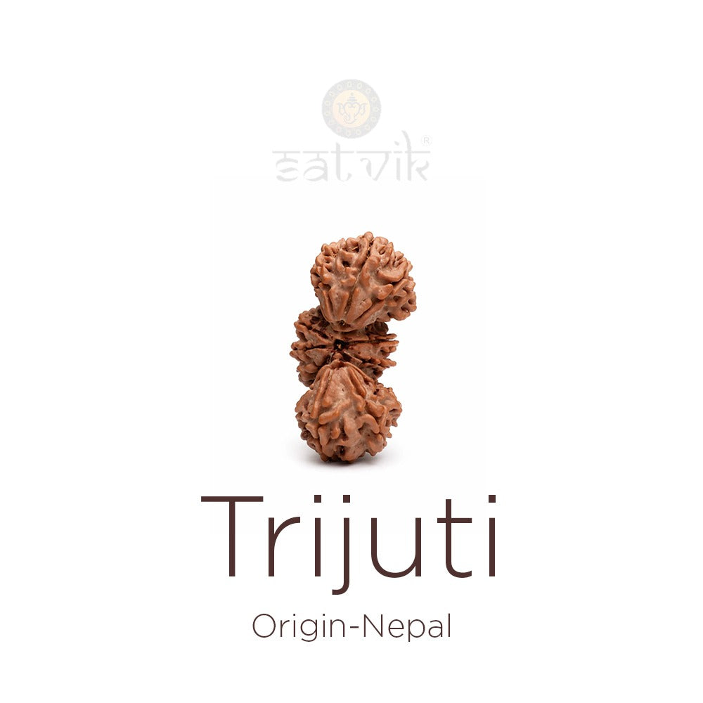 Trijuti Rudraksha: The Ultimate Symbol of Divine Trinity, Success & Spiritual Mastery