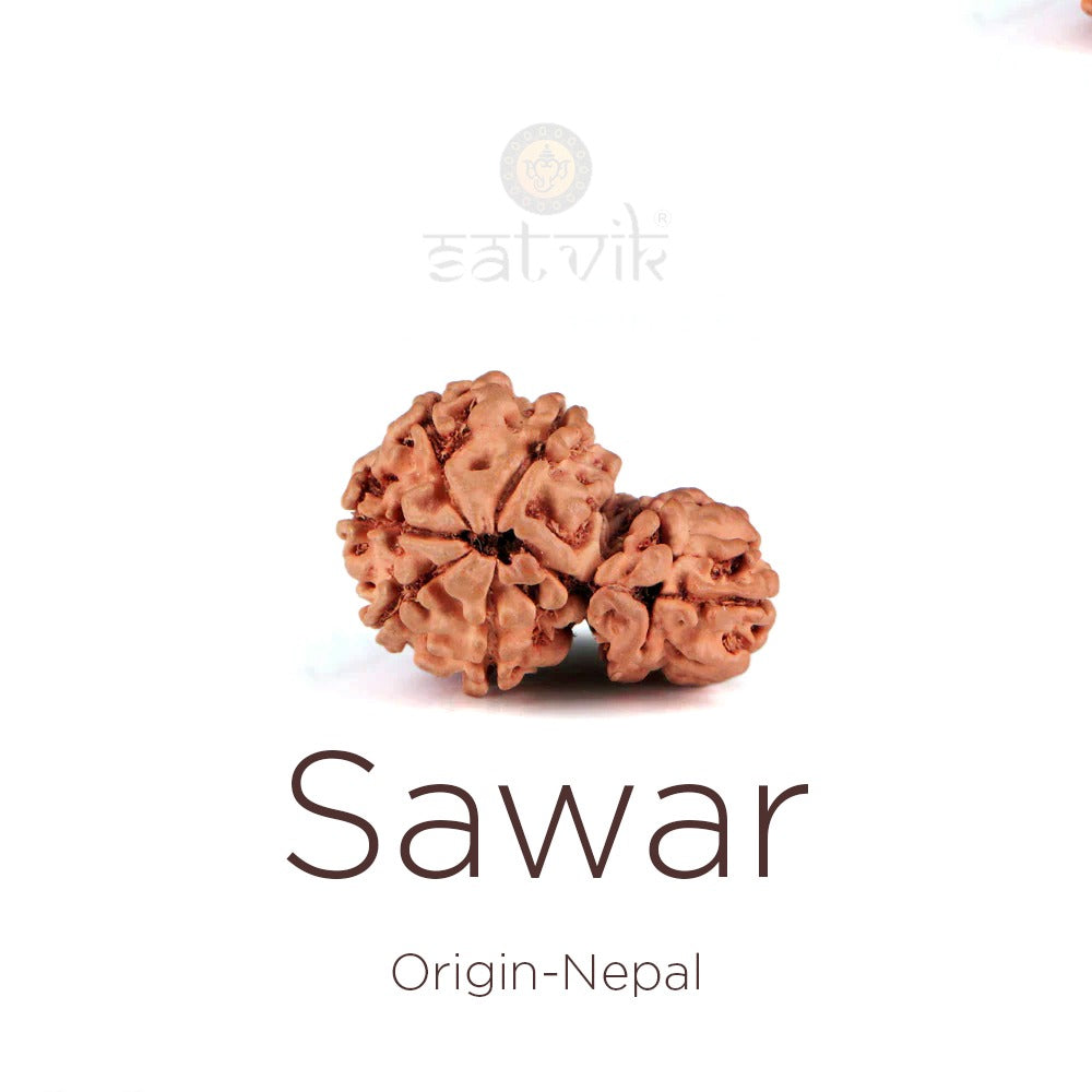 Sawar Rudraksha: The Sacred Symbol of Unity, Harmony & Spiritual Growth