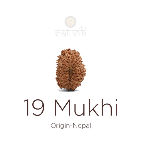 19 Mukhi Rudraksha | India's Most Authentic  Lab & X-ray Certified Rudraksha Collection – Rudrapure.com