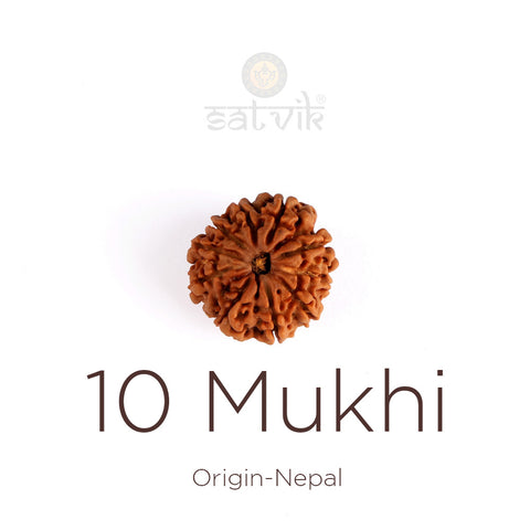 10 Mukhi Rudraksha | India's Most Authentic  Lab & X-ray Certified Rudraksha Collection – Rudrapure.com
