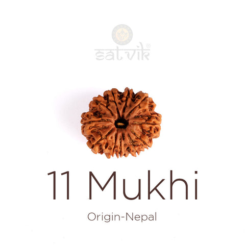 11 Mukhi Rudraksha | India's Most Authentic  Lab & X-ray Certified Rudraksha Collection – Rudrapure.com