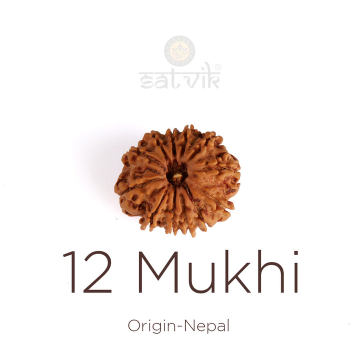 12 Mukhi Rudraksha | India's Most Authentic  Lab & X-ray Certified Rudraksha Collection – Rudrapure.com