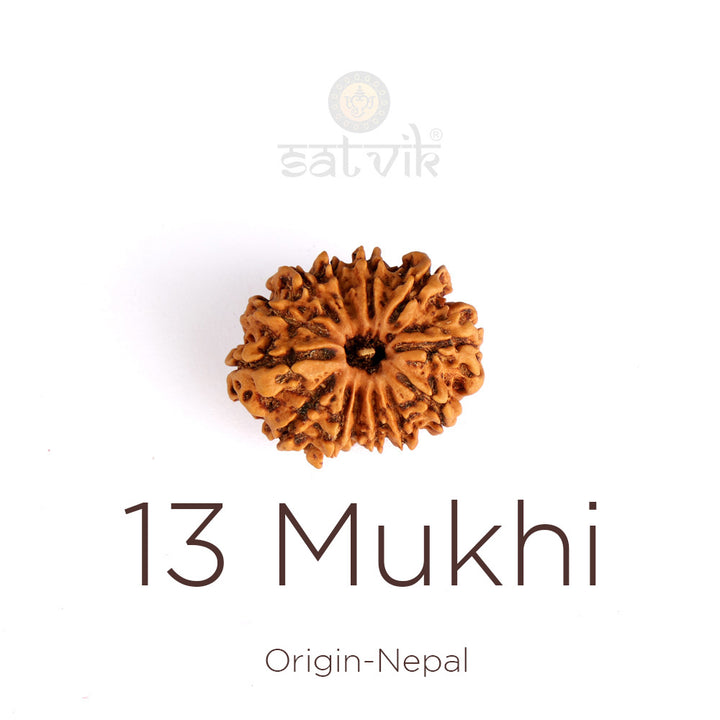 13 Mukhi Rudraksha | India's Most Authentic  Lab & X-ray Certified Rudraksha Collection – Rudrapure.com