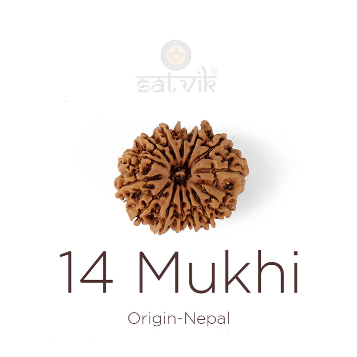 14 Mukhi Rudraksha (27.24mm) | India's Most Authentic  Lab & X-ray Certified Rudraksha Collection – Rudrapure.com