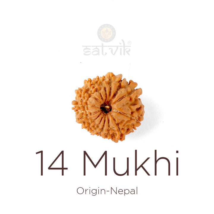 14 Mukhi Rudraksha bead natural Nepali fourteen face Rudraksha. India's Most Authentic  Lab & X-ray Certified Rudraksha Collection – Rudrapure.com
