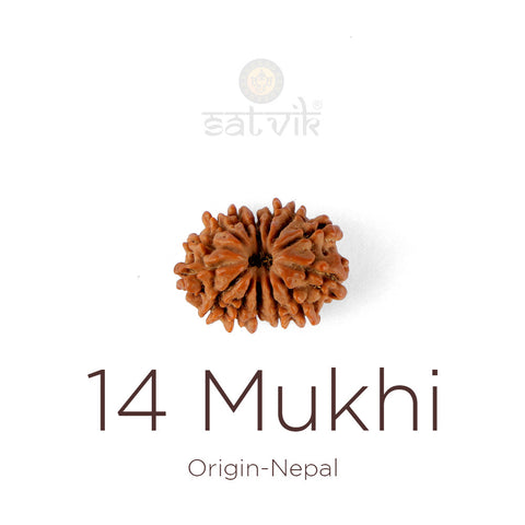 14 Mukhi Rudraksha bead natural Nepali fourteen face Rudraksha.India's Most Authentic  Lab & X-ray Certified Rudraksha Collection – Rudrapure.com