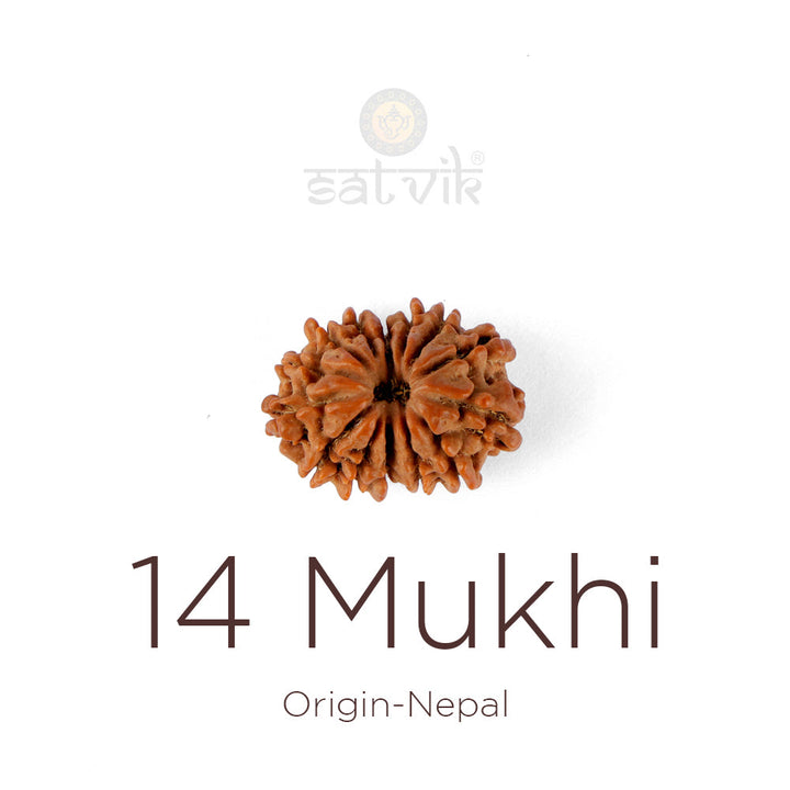 14 Mukhi Rudraksha bead natural Nepali fourteen face Rudraksha.India's Most Authentic  Lab & X-ray Certified Rudraksha Collection – Rudrapure.com