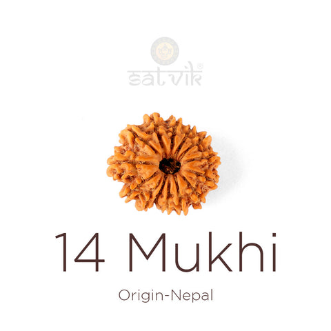 14 Mukhi Rudraksha bead natural Nepali fourteen face Rudraksha. India's Most Authentic  Lab & X-ray Certified Rudraksha Collection – Rudrapure.com