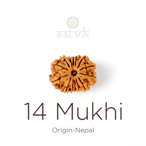 14 Mukhi Rudraksha bead natural Nepali fourteen face Rudraksha. India's Most Authentic  Lab & X-ray Certified Rudraksha Collection – Rudrapure.com
