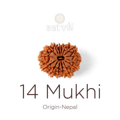14 Mukhi Rudraksha bead natural Nepali fourteen face Rudraksha. India's Most Authentic  Lab & X-ray Certified Rudraksha Collection – Rudrapure.com