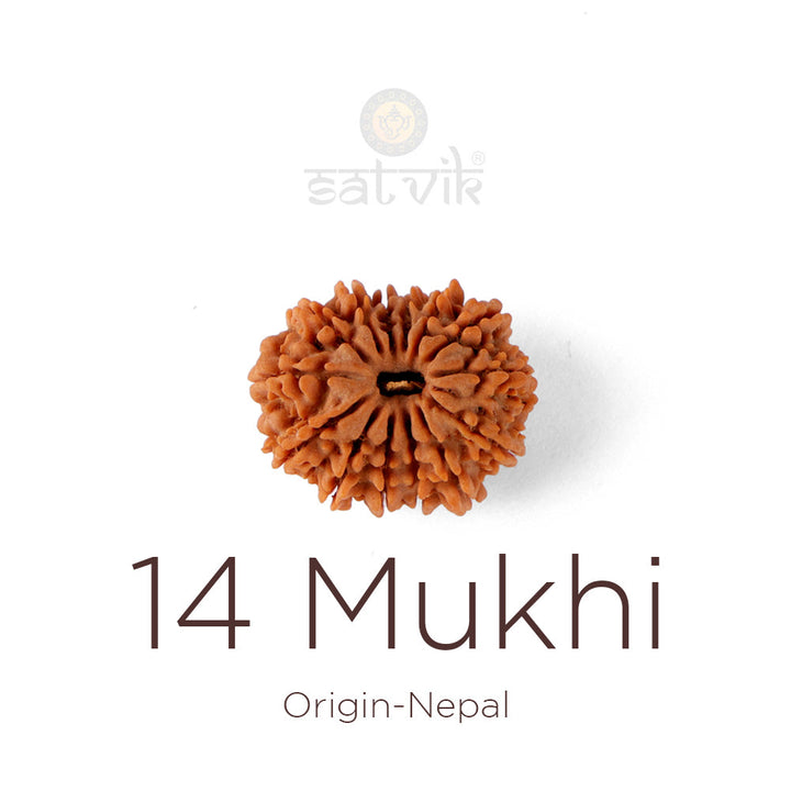 14 Mukhi Rudraksha bead natural Nepali fourteen face Rudraksha. India's Most Authentic  Lab & X-ray Certified Rudraksha Collection – Rudrapure.com