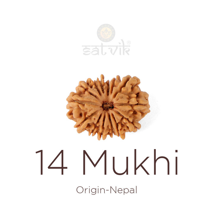 14 Mukhi Rudraksha bead natural Nepali fourteen face Rudraksha. India's Most Authentic  Lab & X-ray Certified Rudraksha Collection – Rudrapure.com