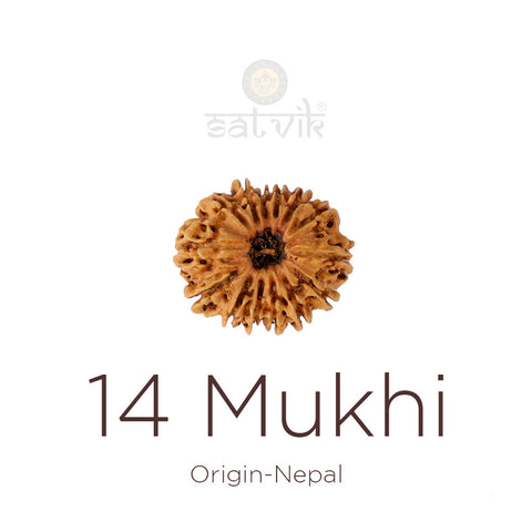 14 Mukhi Rudraksha bead natural Nepali fourteen face Rudraksha. India's Most Authentic  Lab & X-ray Certified Rudraksha Collection – Rudrapure.com