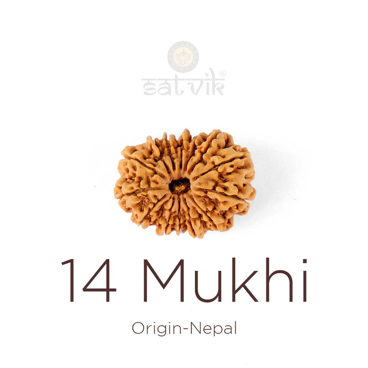 14 Mukhi Rudraksha bead natural Nepali fourteen face Rudraksha. India's Most Authentic  Lab & X-ray Certified Rudraksha Collection – Rudrapure.com
