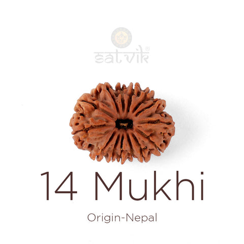 14 Mukhi Rudraksha bead natural Nepali fourteen face Rudraksha.India's Most Authentic  Lab & X-ray Certified Rudraksha Collection – Rudrapure.com