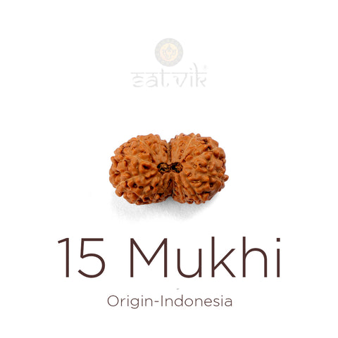 Original 15 Mukhi Indonesian Rudraksha bead | India's Most Authentic  Lab & X-ray Certified Rudraksha Collection – Rudrapure.com
