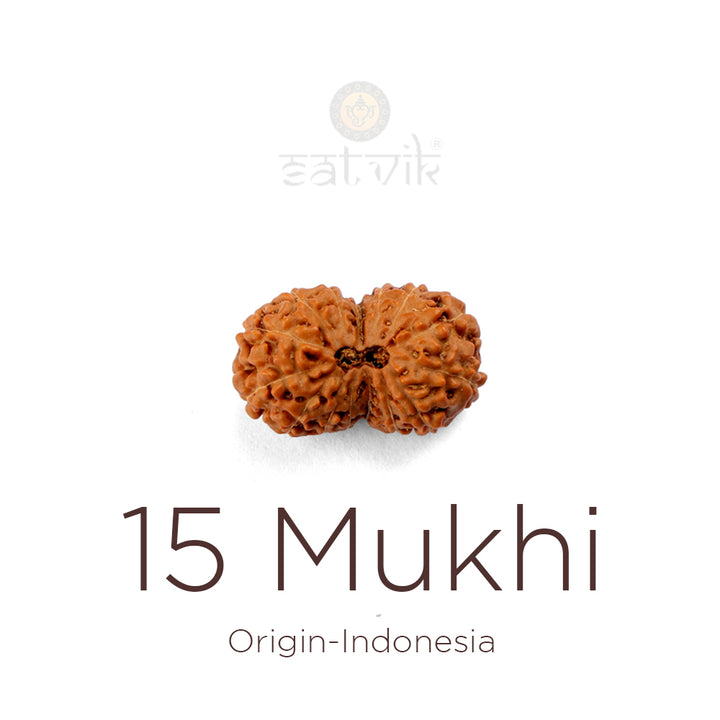 Original 15 Mukhi Indonesian Rudraksha bead | India's Most Authentic  Lab & X-ray Certified Rudraksha Collection – Rudrapure.com
