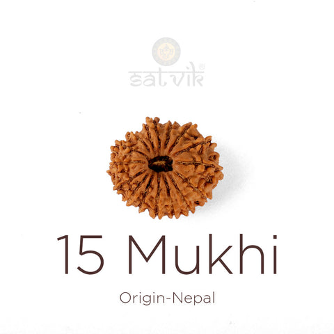 15 Mukhi Rudraksha bead natural Nepali fifteen face Rudraksha. India's Most Authentic  Lab & X-ray Certified Rudraksha Collection – Rudrapure.com