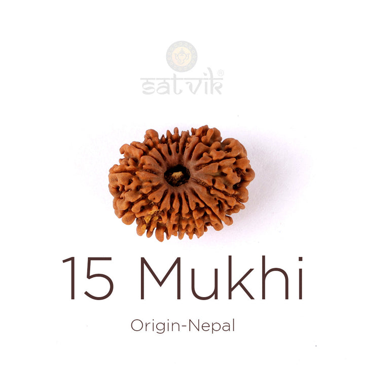 15 Mukhi Rudraksha bead natural Nepali fifteen face Rudraksha.India's Most Authentic  Lab & X-ray Certified Rudraksha Collection – Rudrapure.com