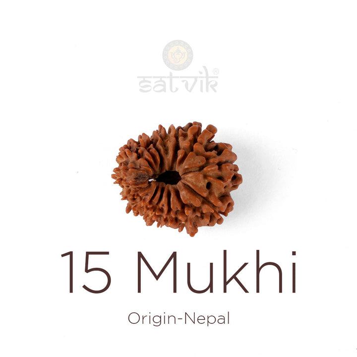 15 Mukhi Rudraksha bead natural Nepali fifteen face Rudraksha. India's Most Authentic  Lab & X-ray Certified Rudraksha Collection – Rudrapure.com