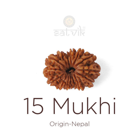 15 Mukhi Rudraksha bead natural Nepali fifteen face Rudraksha.India's Most Authentic  Lab & X-ray Certified Rudraksha Collection – Rudrapure.com
