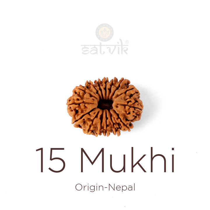 15 Mukhi Rudraksha bead natural Nepali fifteen face Rudraksha.India's Most Authentic  Lab & X-ray Certified Rudraksha Collection – Rudrapure.com