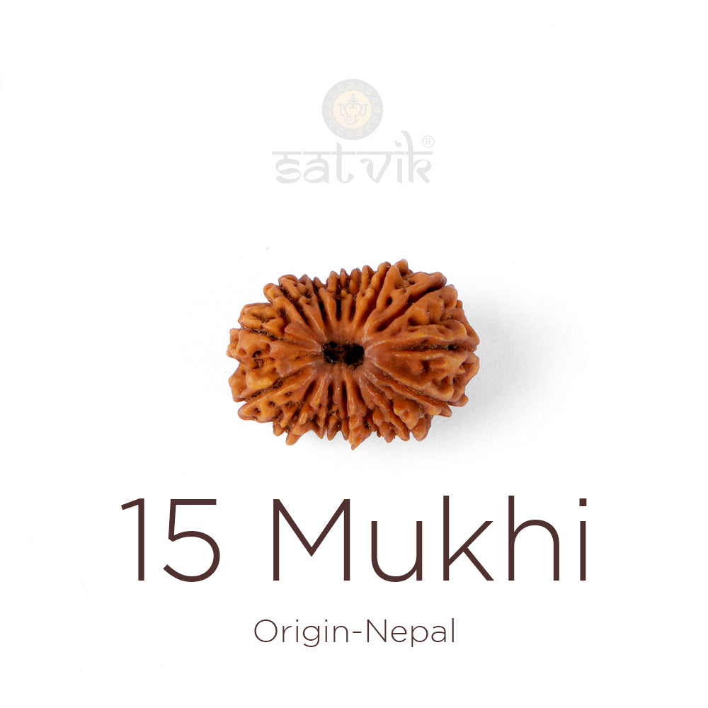 15 Mukhi Rudraksha bead natural Nepali fifteen face Rudraksha. India's Most Authentic  Lab & X-ray Certified Rudraksha Collection – Rudrapure.com