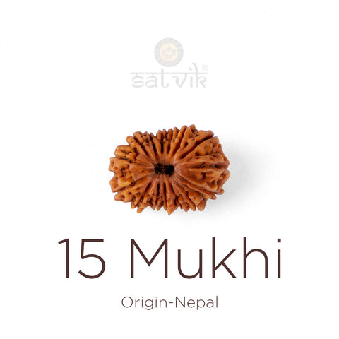 15 Mukhi Rudraksha bead natural Nepali fifteen face Rudraksha. India's Most Authentic  Lab & X-ray Certified Rudraksha Collection – Rudrapure.com
