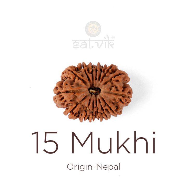 15 Mukhi Rudraksha bead natural Nepali fifteen face Rudraksha. India's Most Authentic  Lab & X-ray Certified Rudraksha Collection – Rudrapure.com
