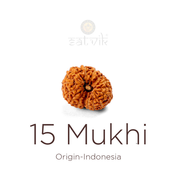 15 Mukhi Rudraksha bead, natural Indo fifteen-face Rudraksha. India's Most Authentic  Lab & X-ray Certified Rudraksha Collection – Rudrapure.com
