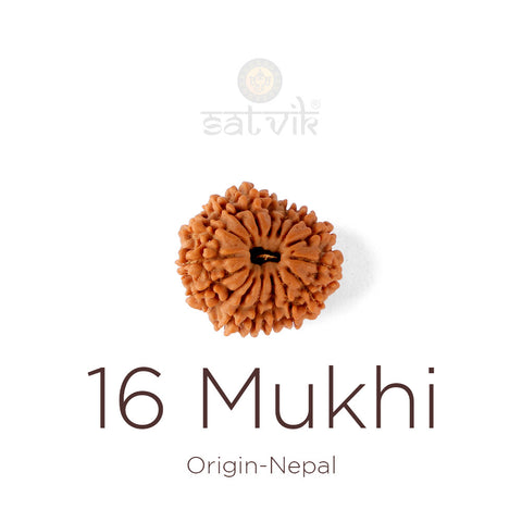 16 Mukhi Rudraksha bead natural Nepali sixteen face Rudraksha. India's Most Authentic  Lab & X-ray Certified Rudraksha Collection – Rudrapure.com