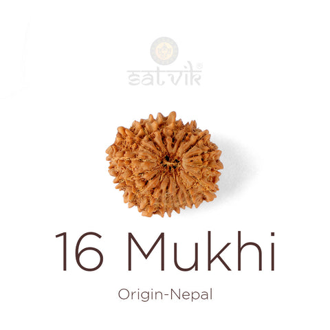 16 Mukhi Rudraksha bead natural Nepali sixteen face Rudraksha. India's Most Authentic  Lab & X-ray Certified Rudraksha Collection – Rudrapure.com