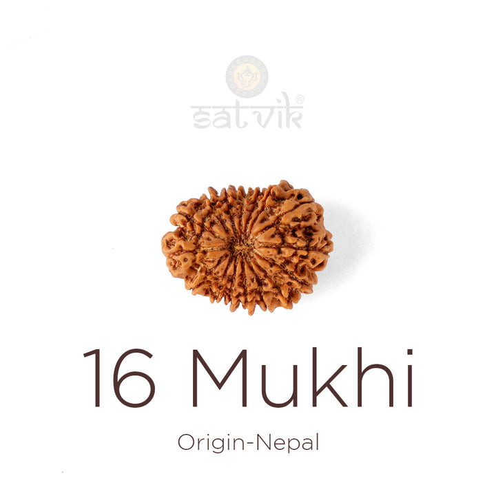 16 Mukhi Rudraksha bead natural Nepali sixteen face Rudraksha. India's Most Authentic  Lab & X-ray Certified Rudraksha Collection – Rudrapure.com