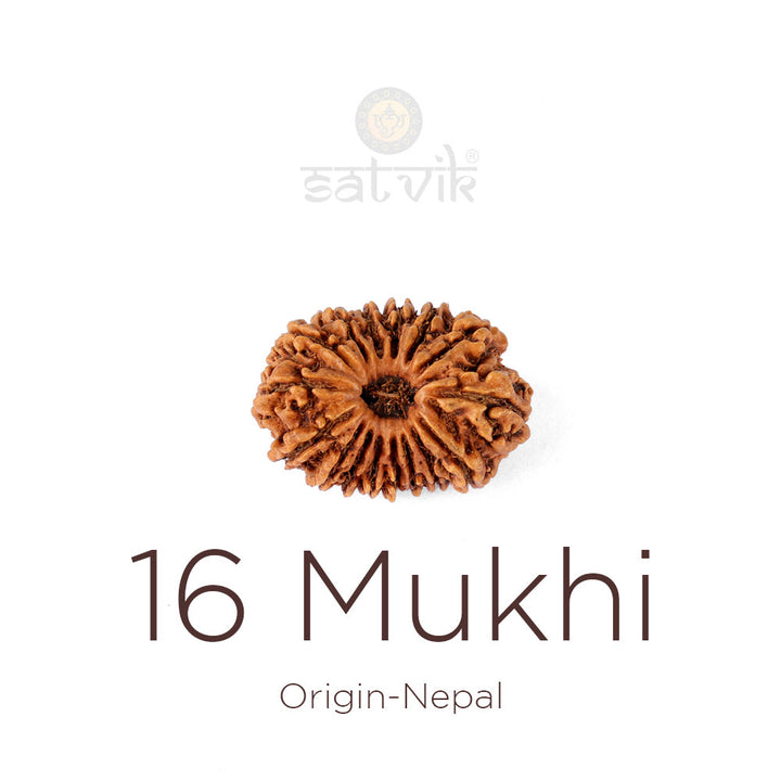 16 Mukhi Rudraksha bead natural Nepali sixteen face Rudraksha. India's Most Authentic  Lab & X-ray Certified Rudraksha Collection – Rudrapure.com