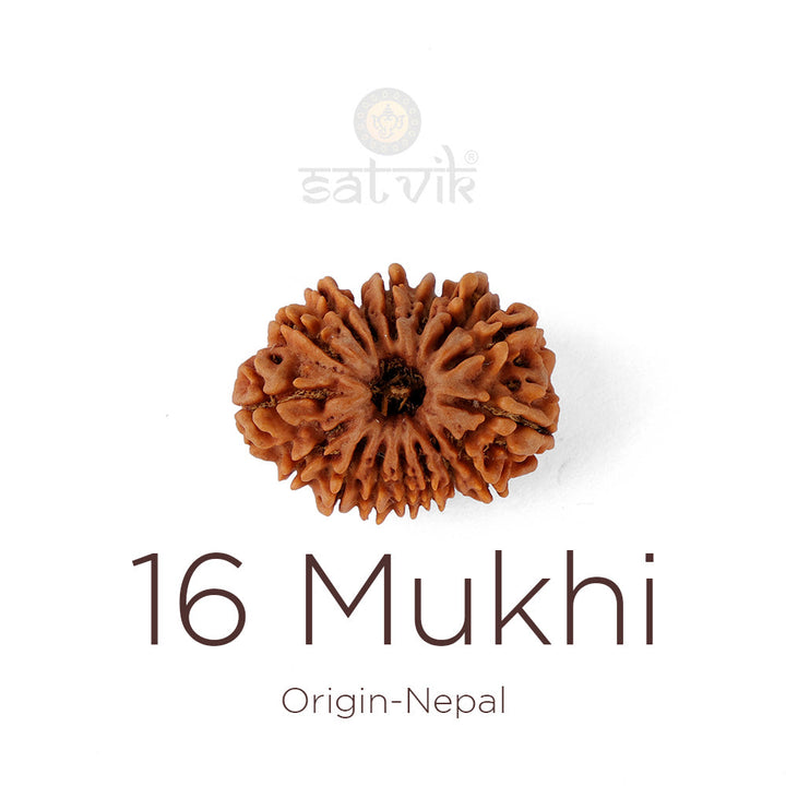 16 Mukhi Rudraksha bead natural Nepali sixteen face Rudraksha. India's Most Authentic  Lab & X-ray Certified Rudraksha Collection – Rudrapure.com