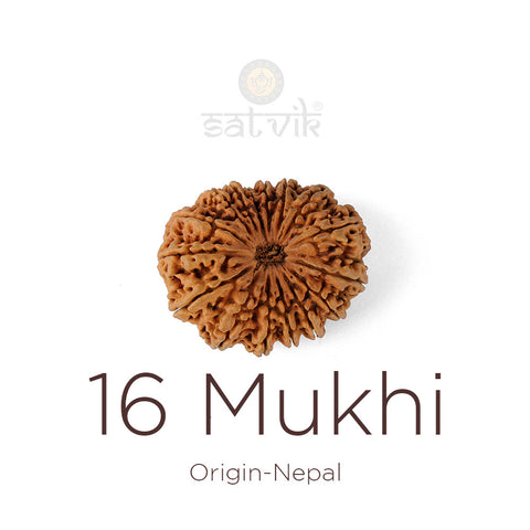 16 Mukhi Rudraksha bead natural Nepali sixteen face Rudraksha.India's Most Authentic  Lab & X-ray Certified Rudraksha Collection – Rudrapure.com
