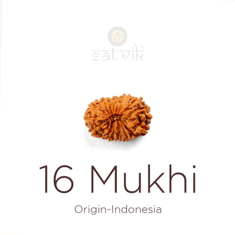 16 Mukhi Rudraksha bead natural Indo sixteen-face Rudraksha. India's Most Authentic  Lab & X-ray Certified Rudraksha Collection – Rudrapure.com
