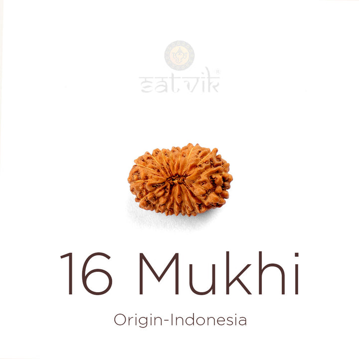 16 Mukhi Rudraksha bead natural Indo sixteen-face Rudraksha. India's Most Authentic  Lab & X-ray Certified Rudraksha Collection – Rudrapure.com
