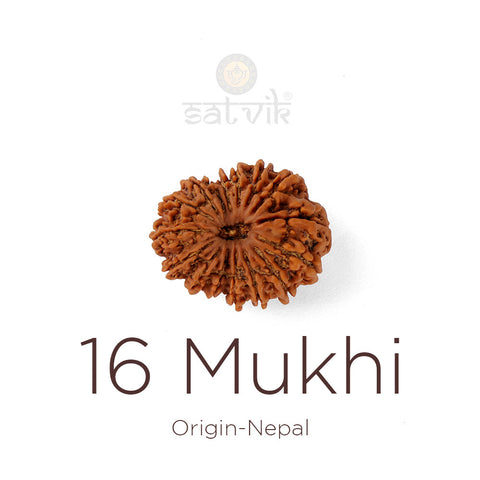 16 Mukhi Rudraksha bead natural Nepali sixteen face Rudraksha. India's Most Authentic  Lab & X-ray Certified Rudraksha Collection – Rudrapure.com
