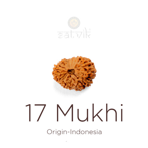 17 Mukhi Indonesian Rudraksha bead | India's Most Authentic  Lab & X-ray Certified Rudraksha Collection – Rudrapure.com
