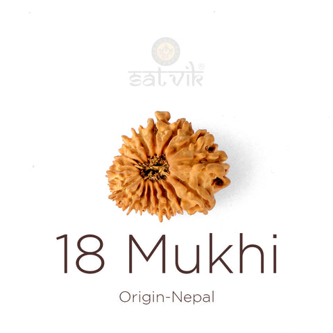 18 Mukhi Rudraksha bead natural Nepali eighteen face Rudraksha. India's Most Authentic  Lab & X-ray Certified Rudraksha Collection – Rudrapure.com