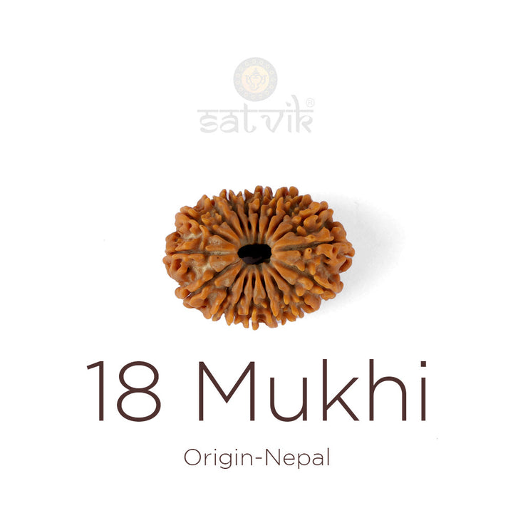 18 Mukhi Rudraksha bead natural Nepali eighteen face Rudraksha. India's Most Authentic  Lab & X-ray Certified Rudraksha Collection – Rudrapure.com
