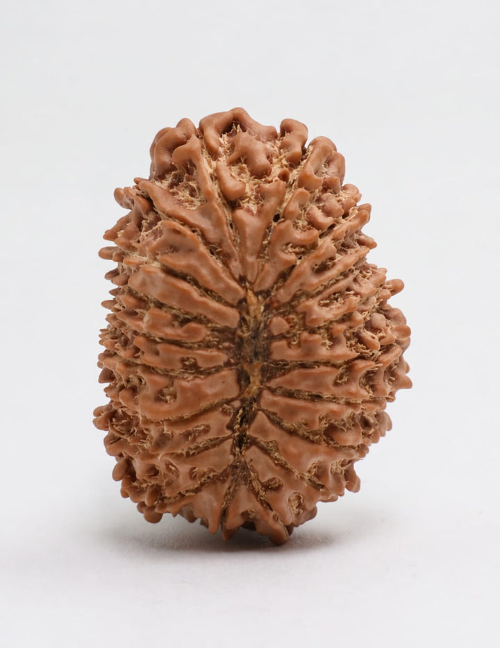 19 Mukhi Rudraksha bead natural Nepali nineteen face Rudraksha. India's Most Authentic  Lab & X-ray Certified Rudraksha Collection – Rudrapure.com
