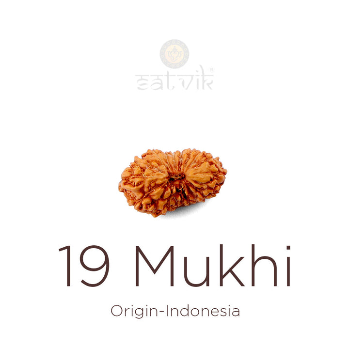 19 Mukhi Rudraksha bead natural Indo nineteen face Rudraksha. India's Most Authentic  Lab & X-ray Certified Rudraksha Collection – Rudrapure.com
