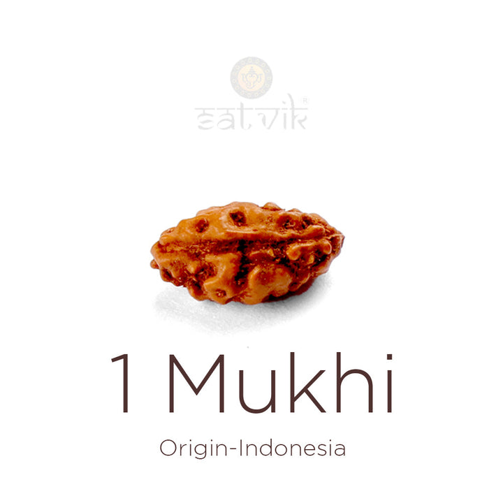 1 Mukhi Rudraksha bead, natural Indo single-face Rudraksha. India's Most Authentic  Lab & X-ray Certified Rudraksha Collection – Rudrapure.com
