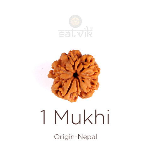 Authentic 1 Mukhi Rudraksha (underdeveloped) | India's Most Authentic  Lab & X-ray Certified Rudraksha Collection – Rudrapure.com