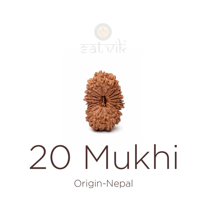 20 Mukhi Rudraksha | India's Most Authentic  Lab & X-ray Certified Rudraksha Collection – Rudrapure.com