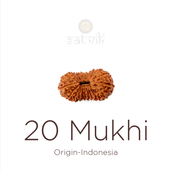 20 Mukhi Rudraksha Indonesia |  India's Most Authentic  Lab & X-ray Certified Rudraksha Collection – Rudrapure.com
