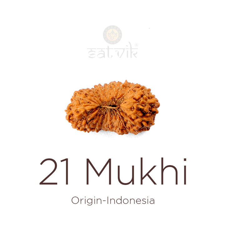 21 Mukhi Indonesia Rudraksha bead | India's Most Authentic  Lab & X-ray Certified Rudraksha Collection – Rudrapure.com
